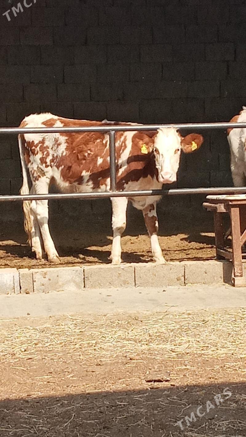 Tüweler - Ашхабад - img 2