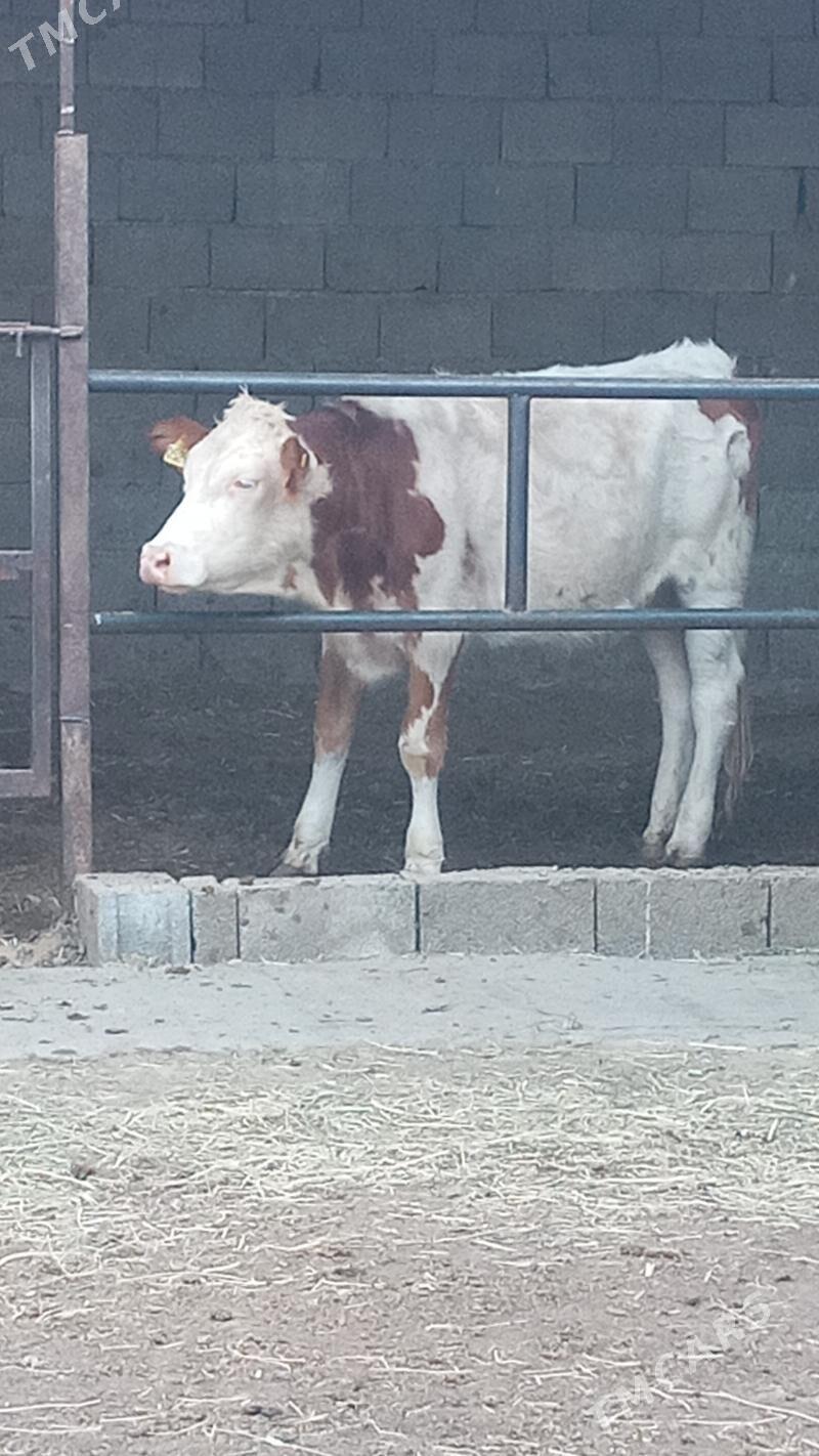 Tüweler - Ашхабад - img 8