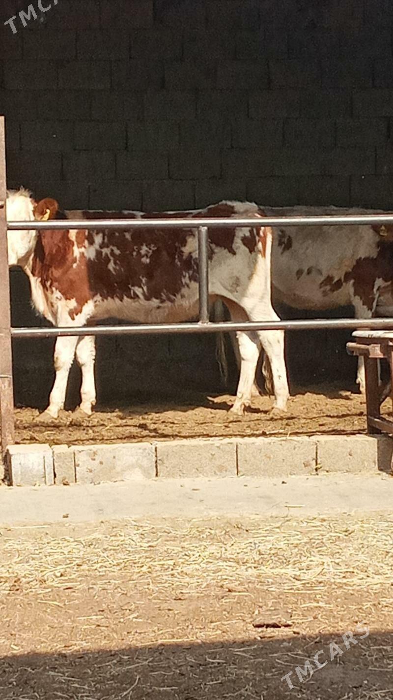 Tüweler - Ашхабад - img 5