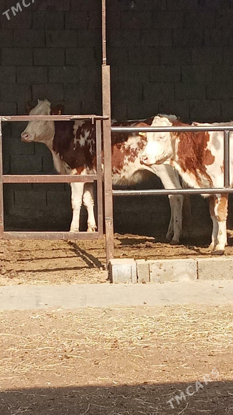 Tüweler - Ашхабад - img 3