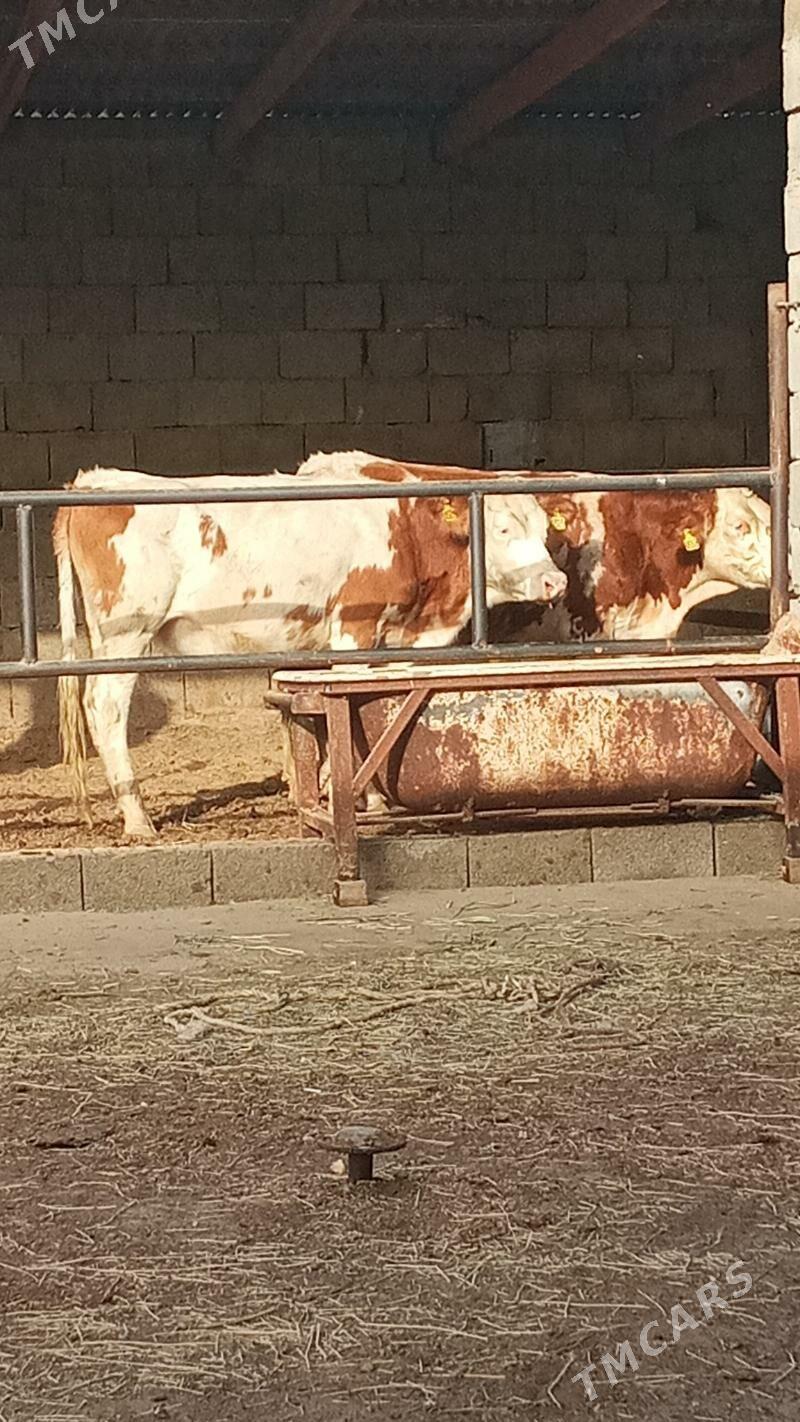 Tüweler - Ашхабад - img 6