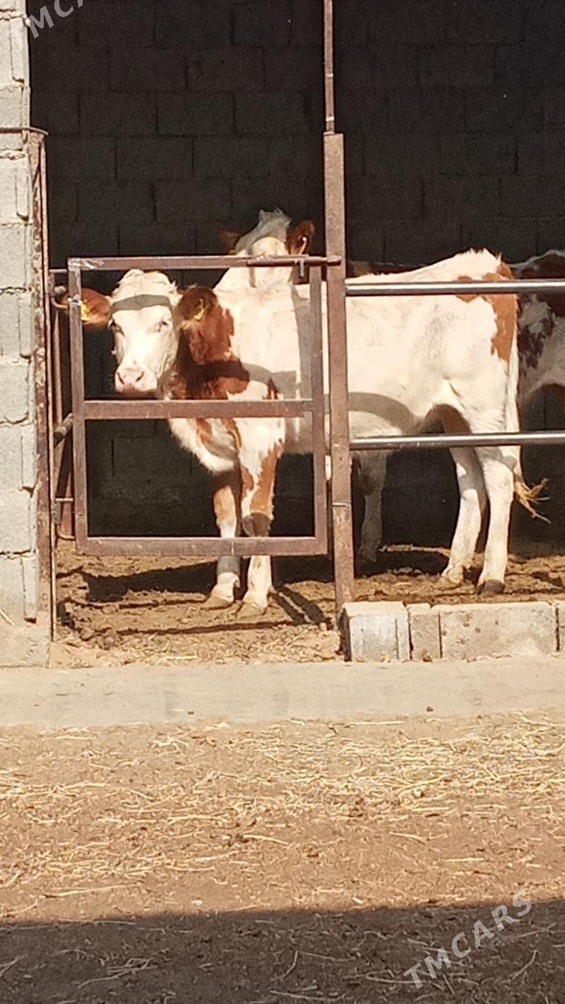 Tüweler - Ашхабад - img 4