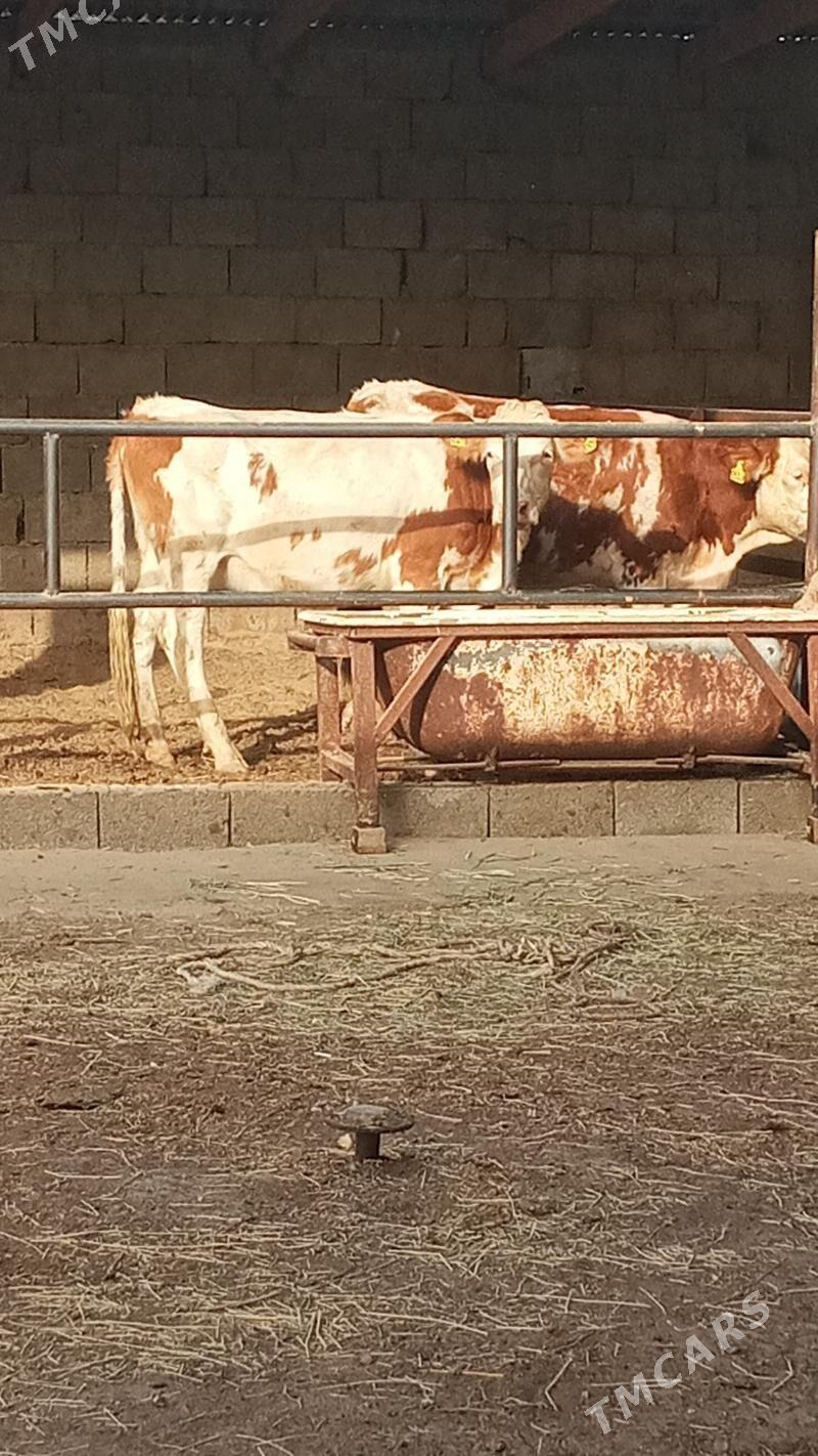 Tüweler - Ашхабад - img 9