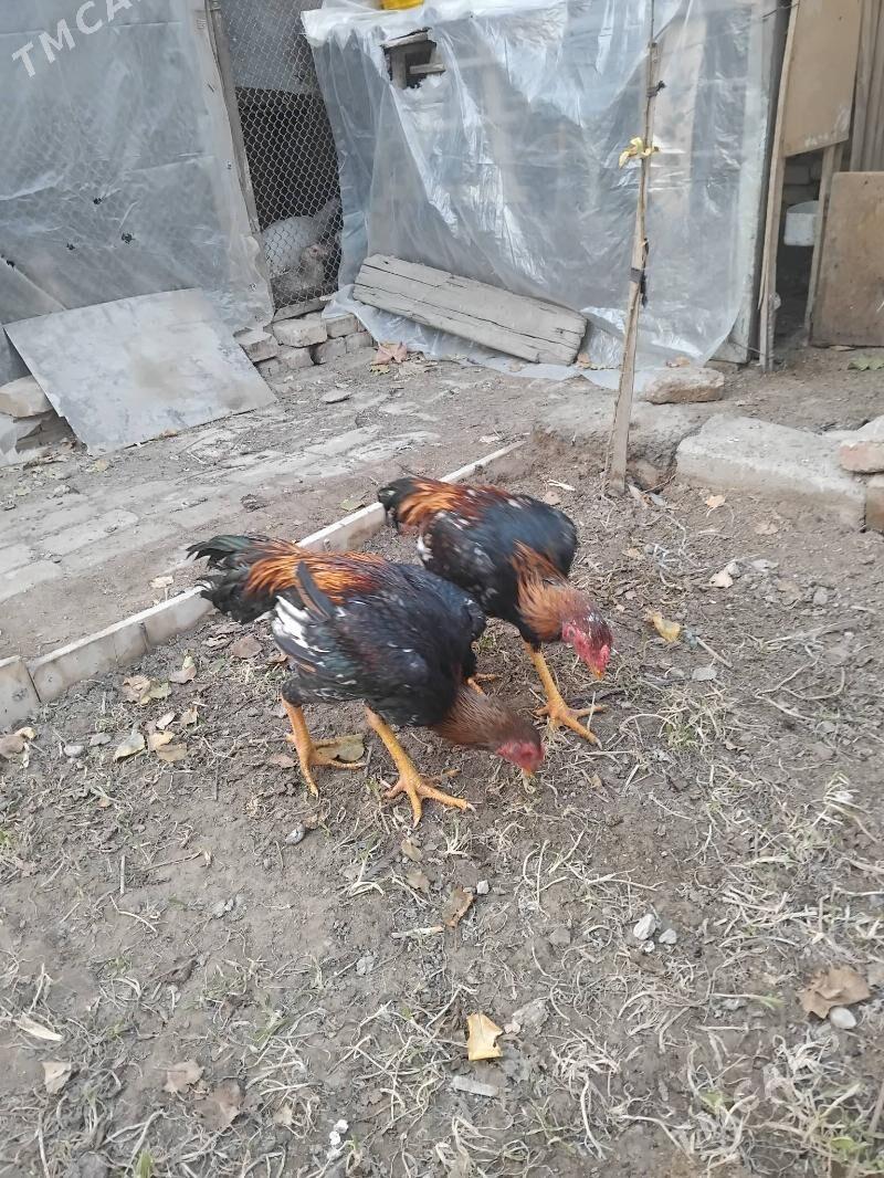 тарпеда - Туркменабат - img 4