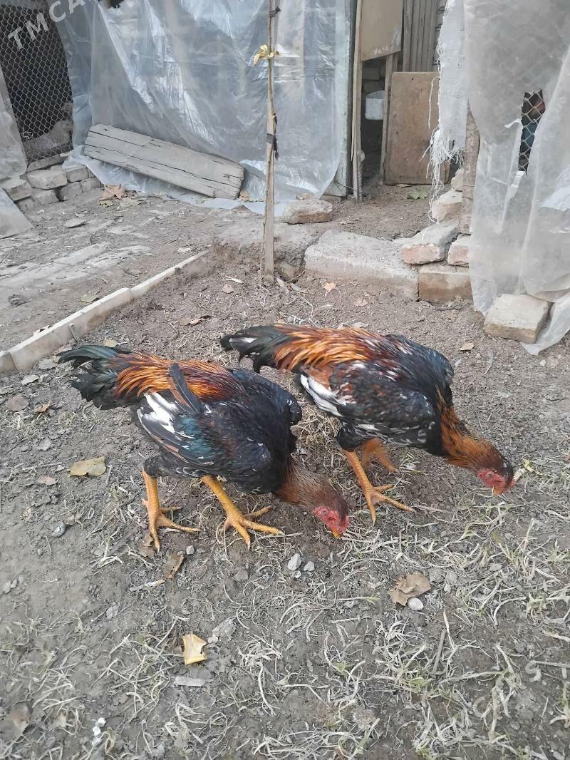 тарпеда - Туркменабат - img 3