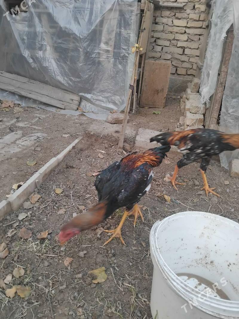 тарпеда - Туркменабат - img 5