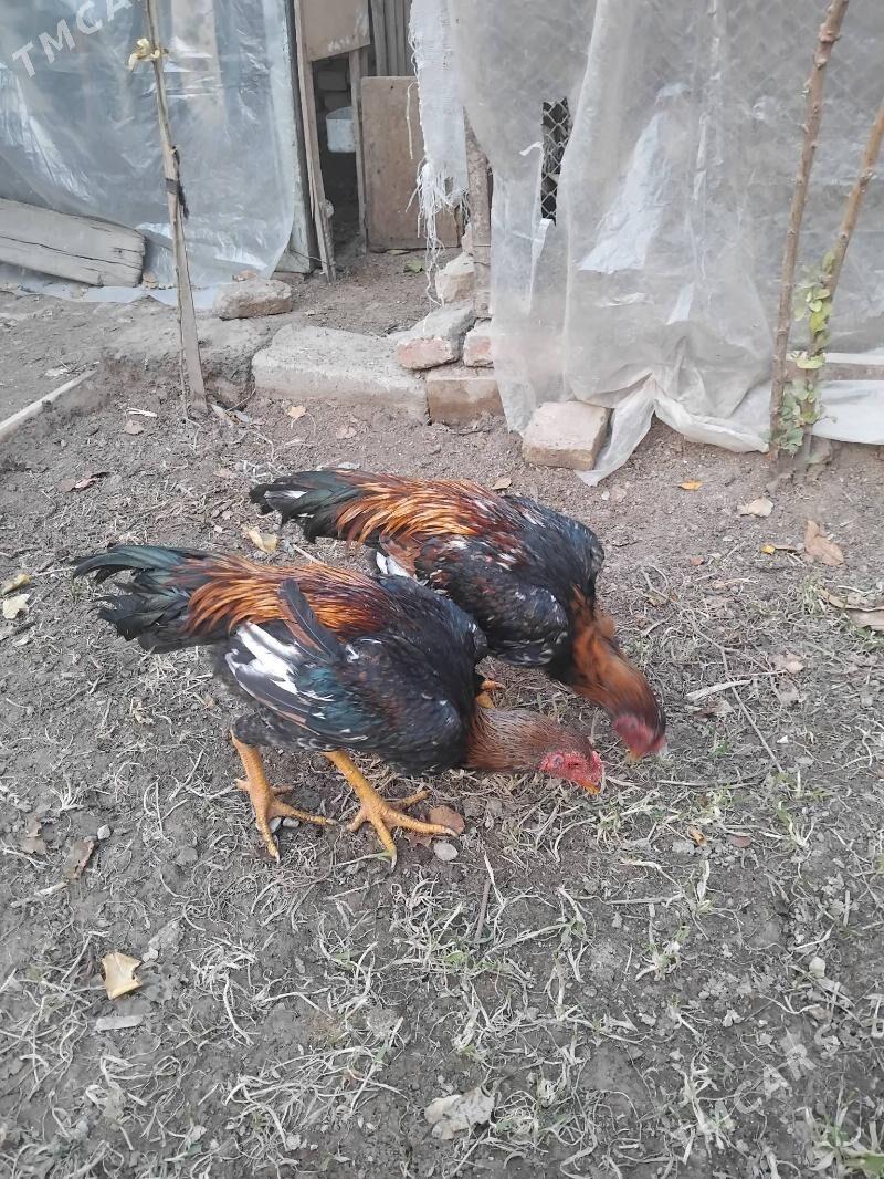 тарпеда - Туркменабат - img 2