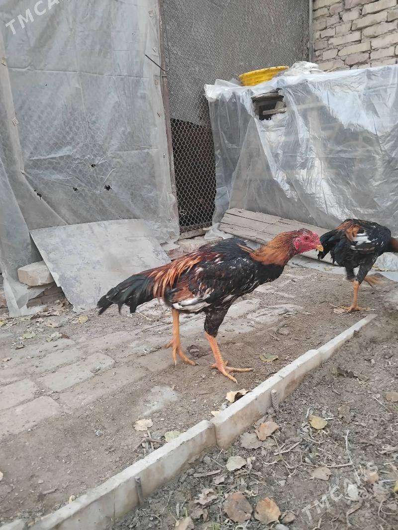 тарпеда - Туркменабат - img 1