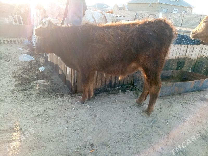 Sygyr Göleli - Джебел - img 4