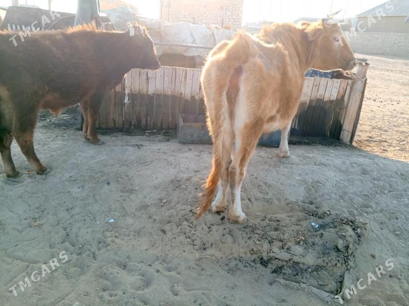 Sygyr Göleli - Джебел - img 2