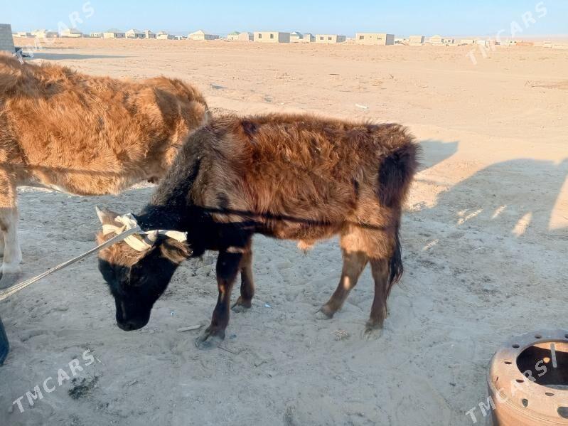 Sygyr Göleli - Джебел - img 3