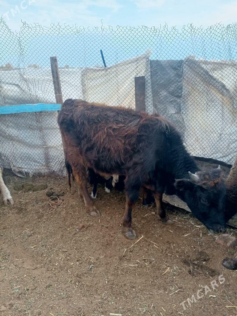 Sygyr Göleli - Джебел - img 5