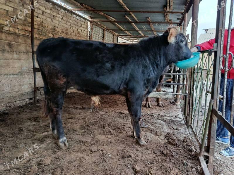 okuz - Ашхабад - img 2