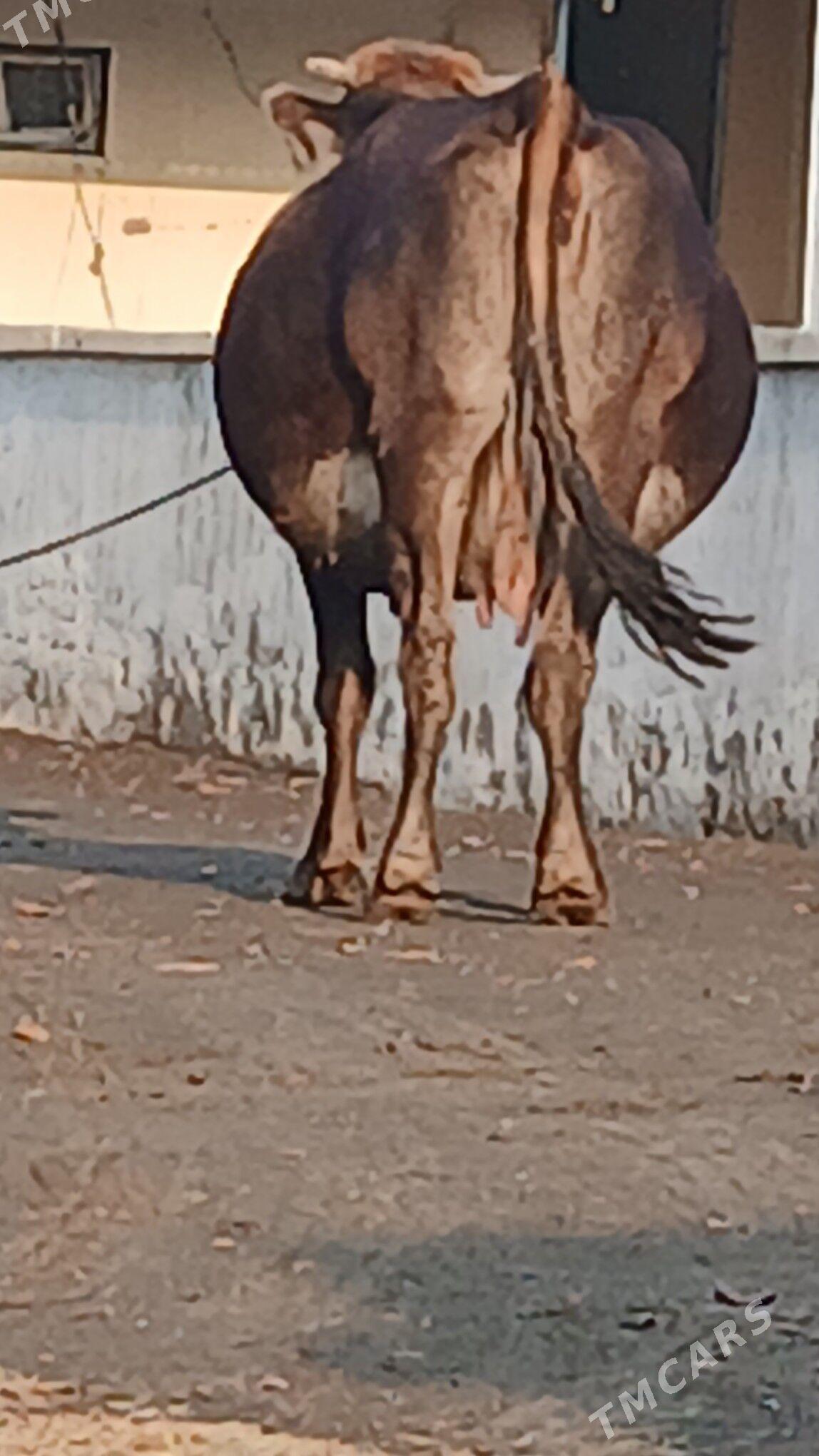 ARGİNAL SWES SYGYR - Bäherden - img 2