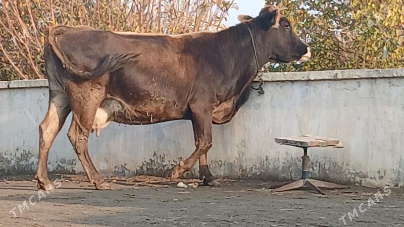 ARGİNAL SWES SYGYR - Bäherden - img 3