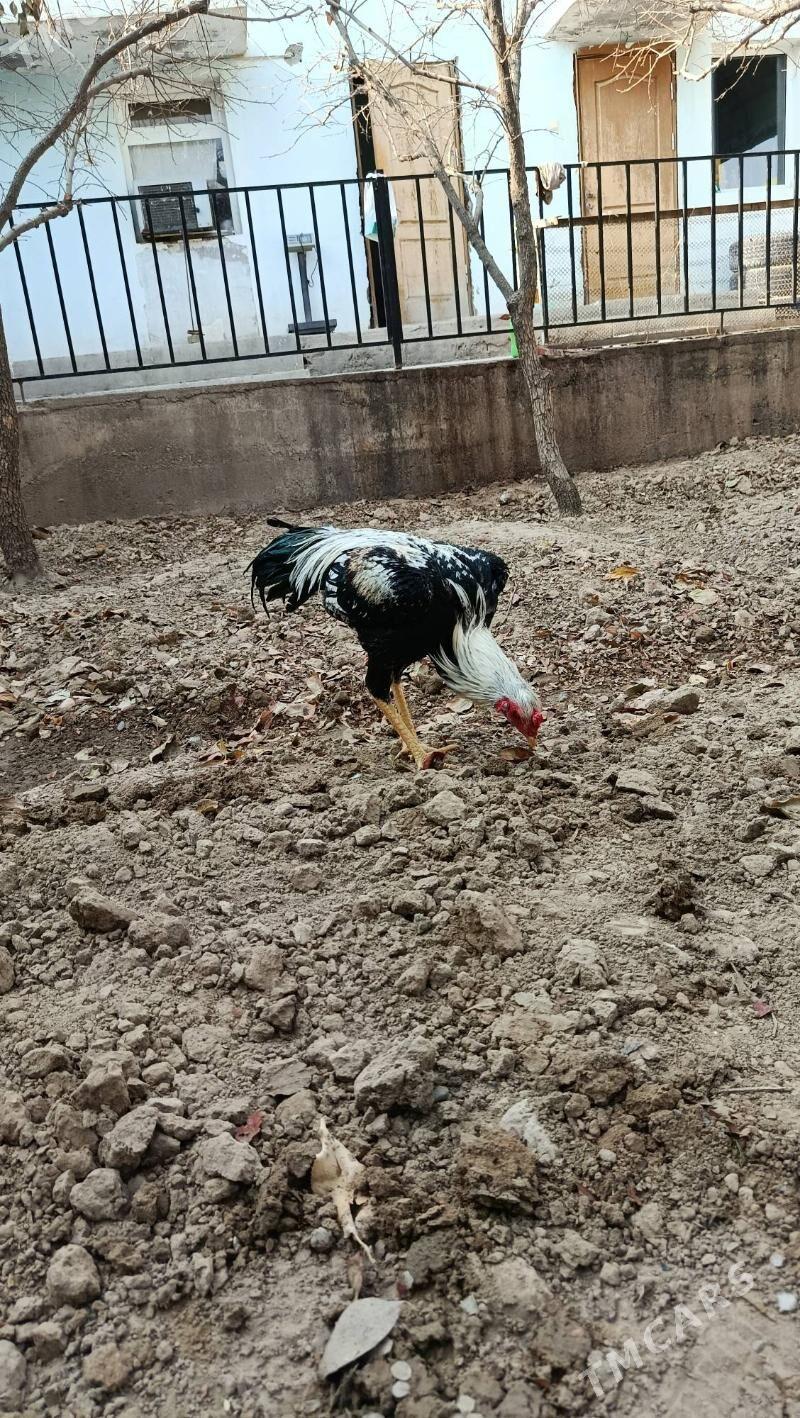 taşkent - Änew - img 3