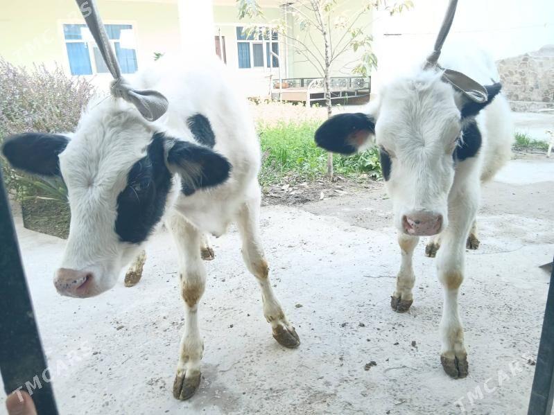 okuzca - Türkmenabat - img 3