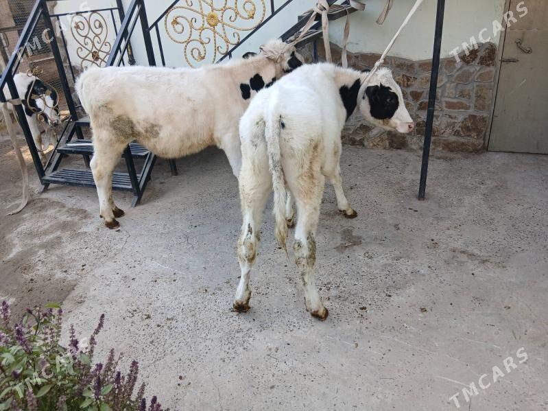 okuzca - Türkmenabat - img 4