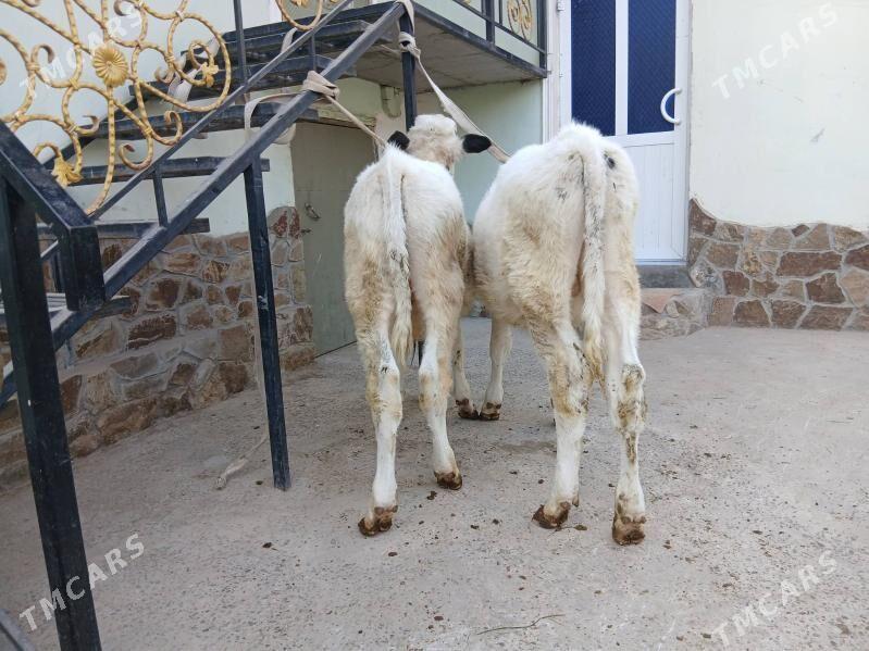 okuzca - Türkmenabat - img 2