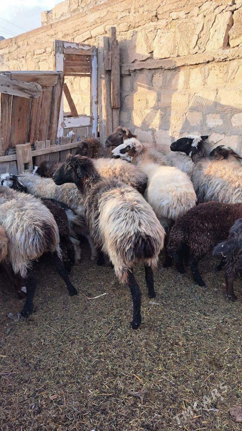 semiz goýun - Гызыларбат - img 2