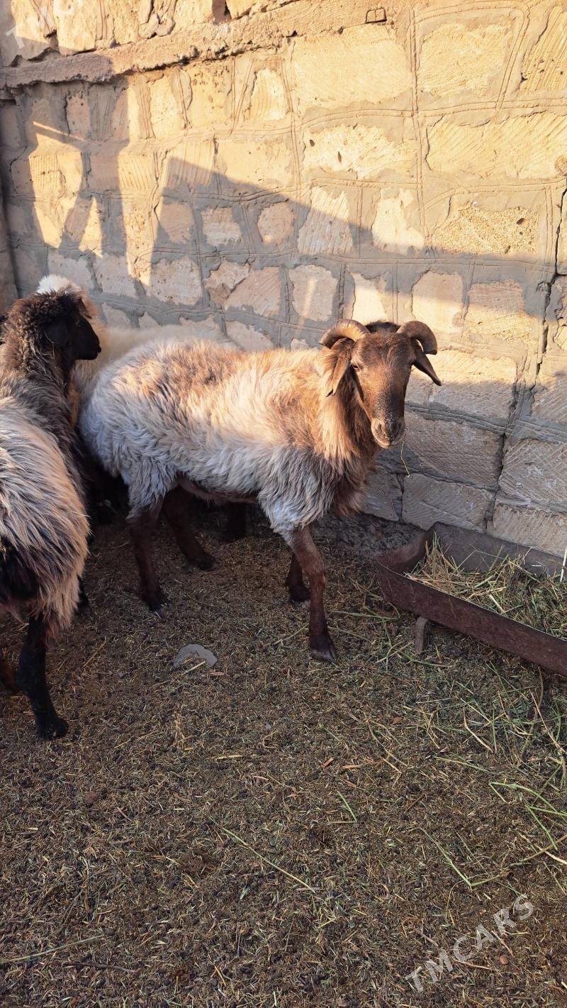 semiz goýun - Гызыларбат - img 4