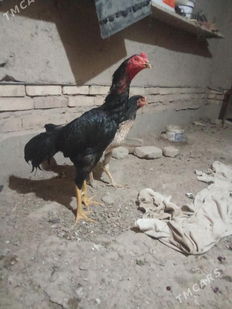 tulek - Daşoguz - img 2