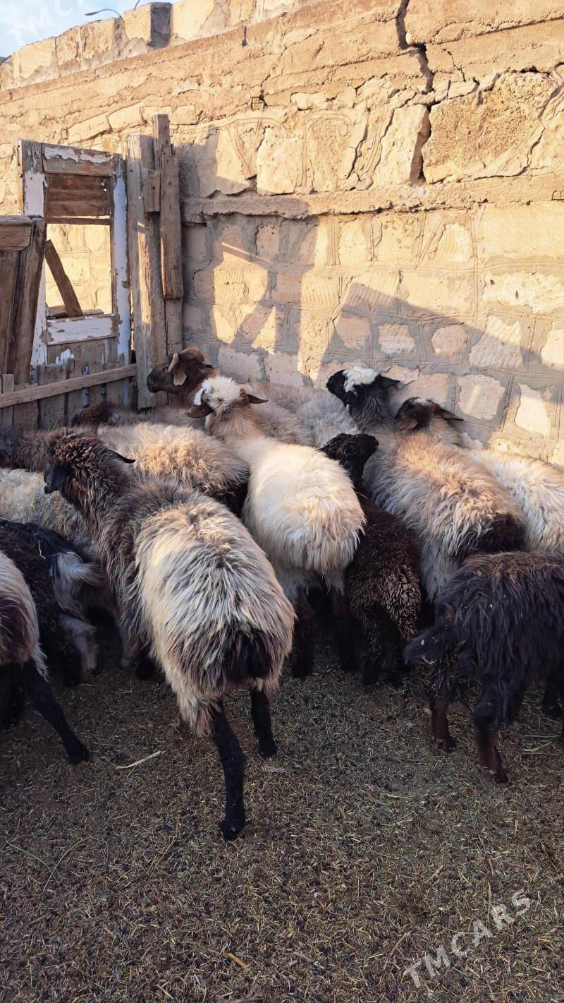 semiz goýun - Гызыларбат - img 3