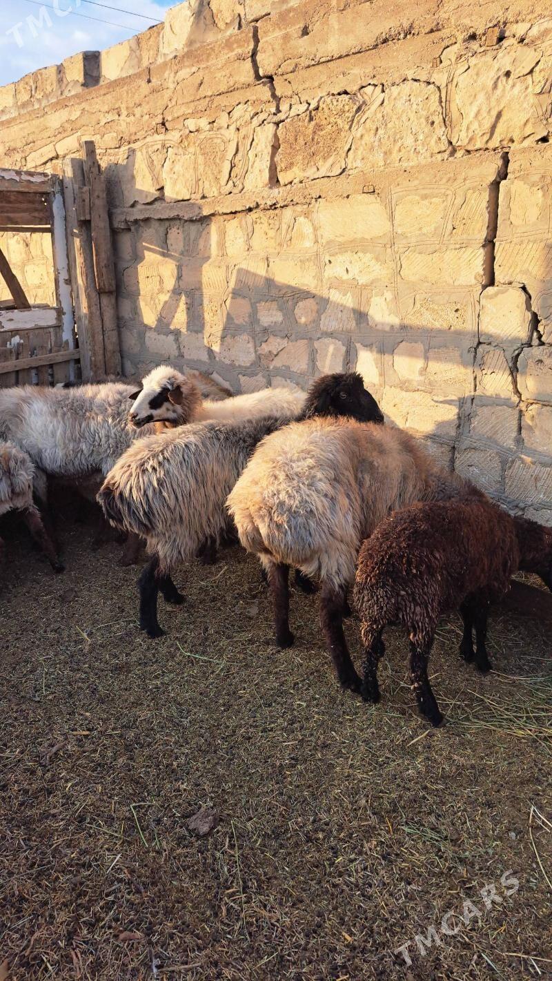 semiz goýun - Гызыларбат - img 5