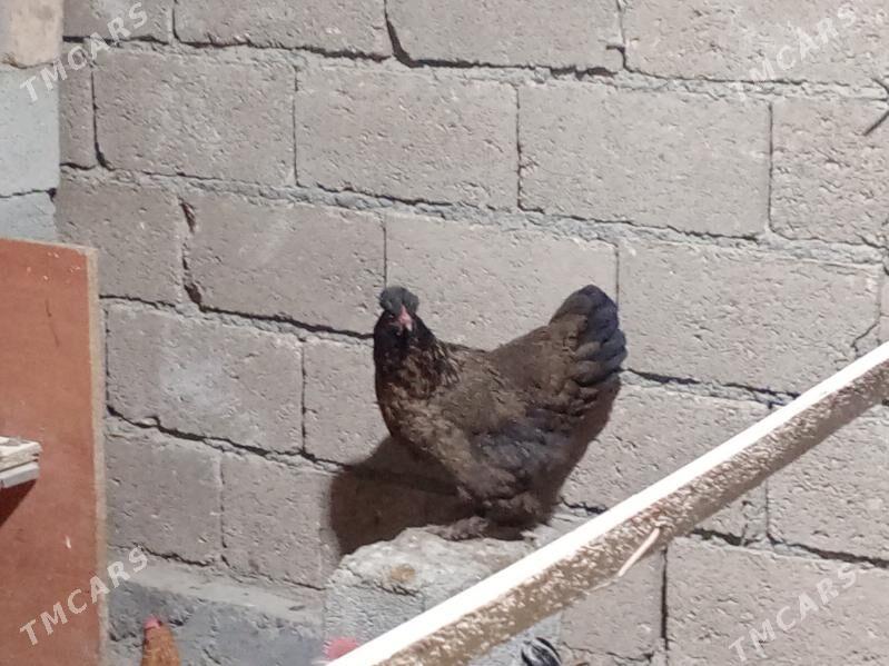 towuk - Бузмеин - img 2