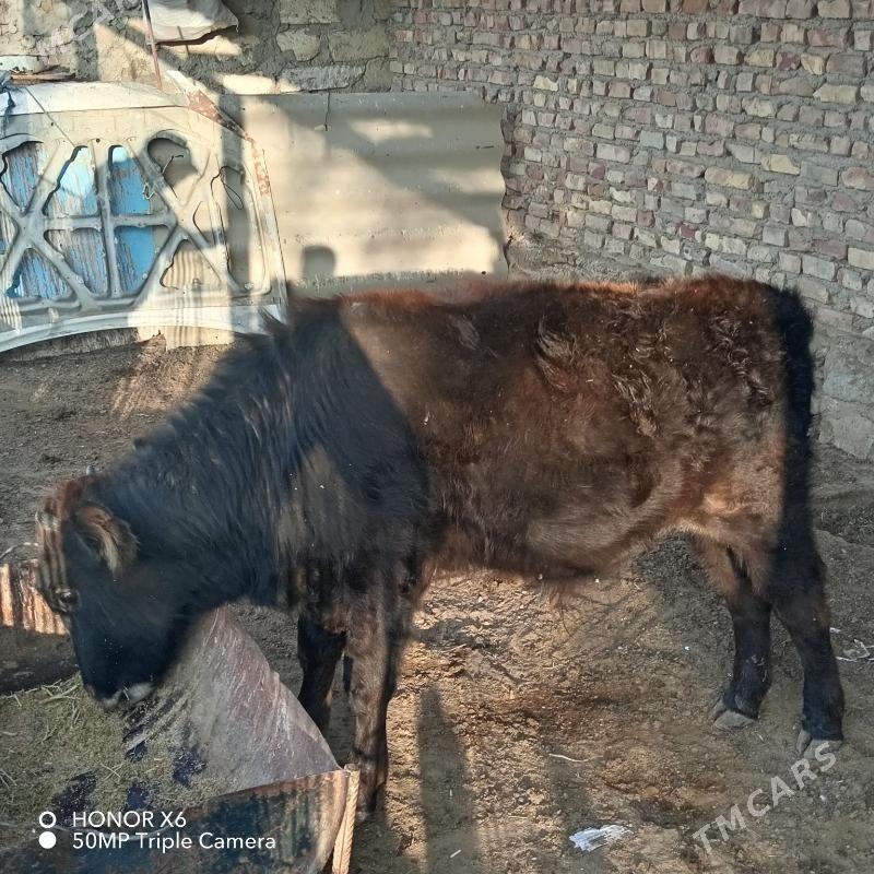 Okuz - Берекет - img 2