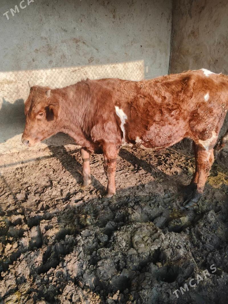 okuz - Aşgabat - img 2