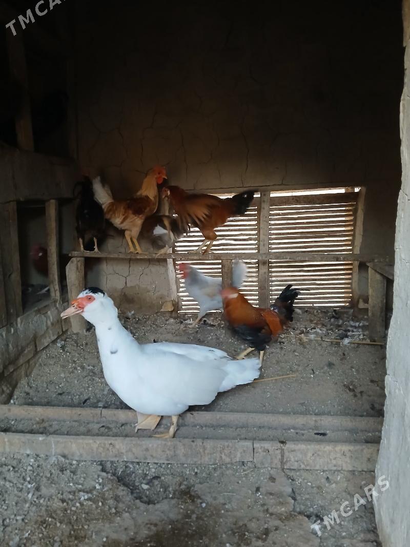 horaz - Mary - img 2