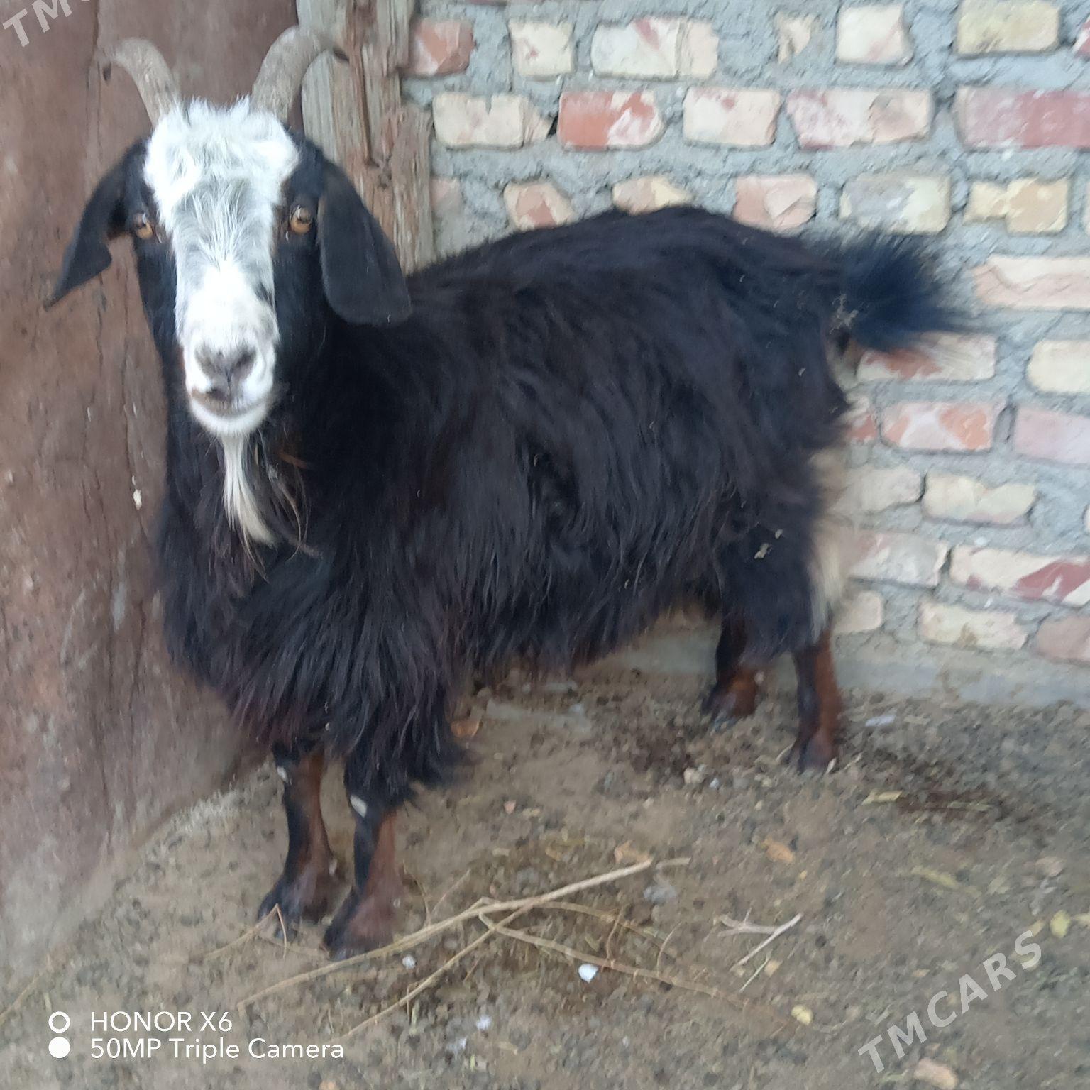 Geçi - Bereket - img 2