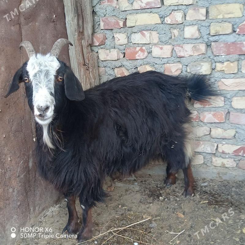 Geçi - Bereket - img 1