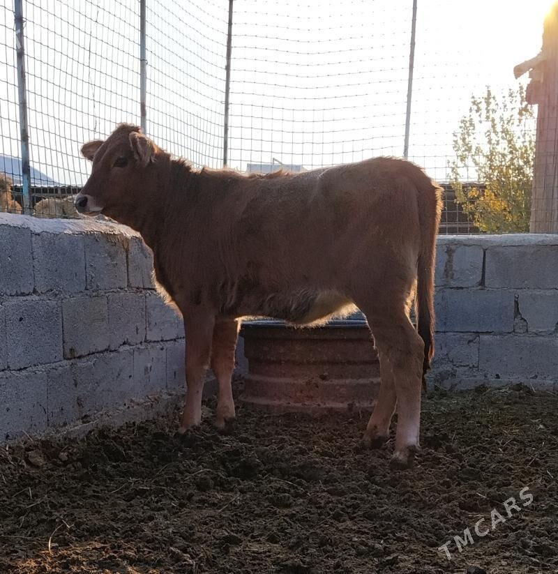 ARGINAL SIWES TUWE - Bäherden - img 2