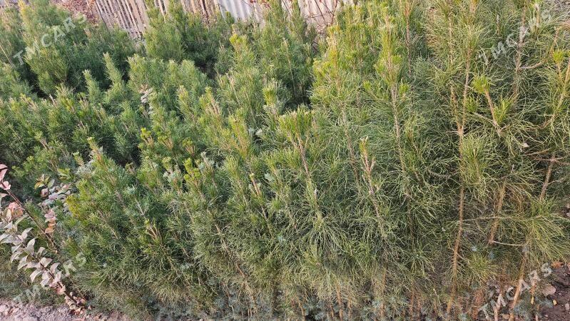 Sosna, yolka gyzyl balary sort - Халач - img 1