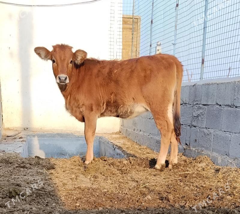 ARGINAL SIWES TUWE - Bäherden - img 3