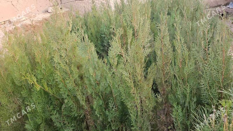 Sosna, yolka gyzyl balary sort - Халач - img 3