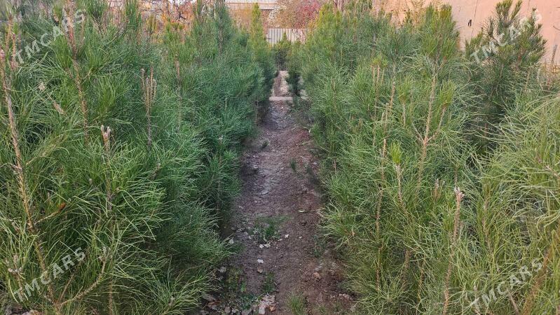 Sosna, yolka gyzyl balary sort - Халач - img 4