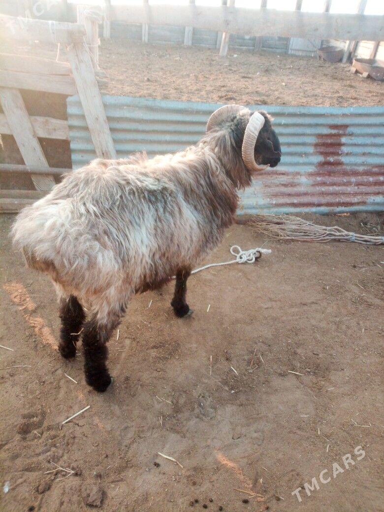 goc - Джебел - img 2