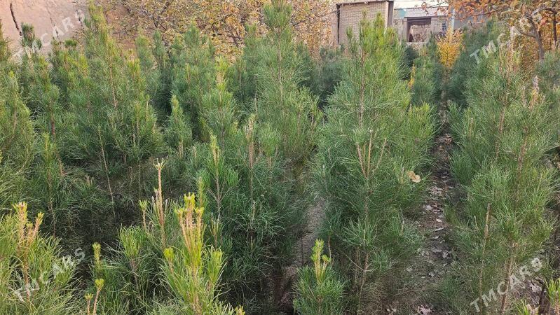 Sosna, yolka gyzyl balary sort - Халач - img 2