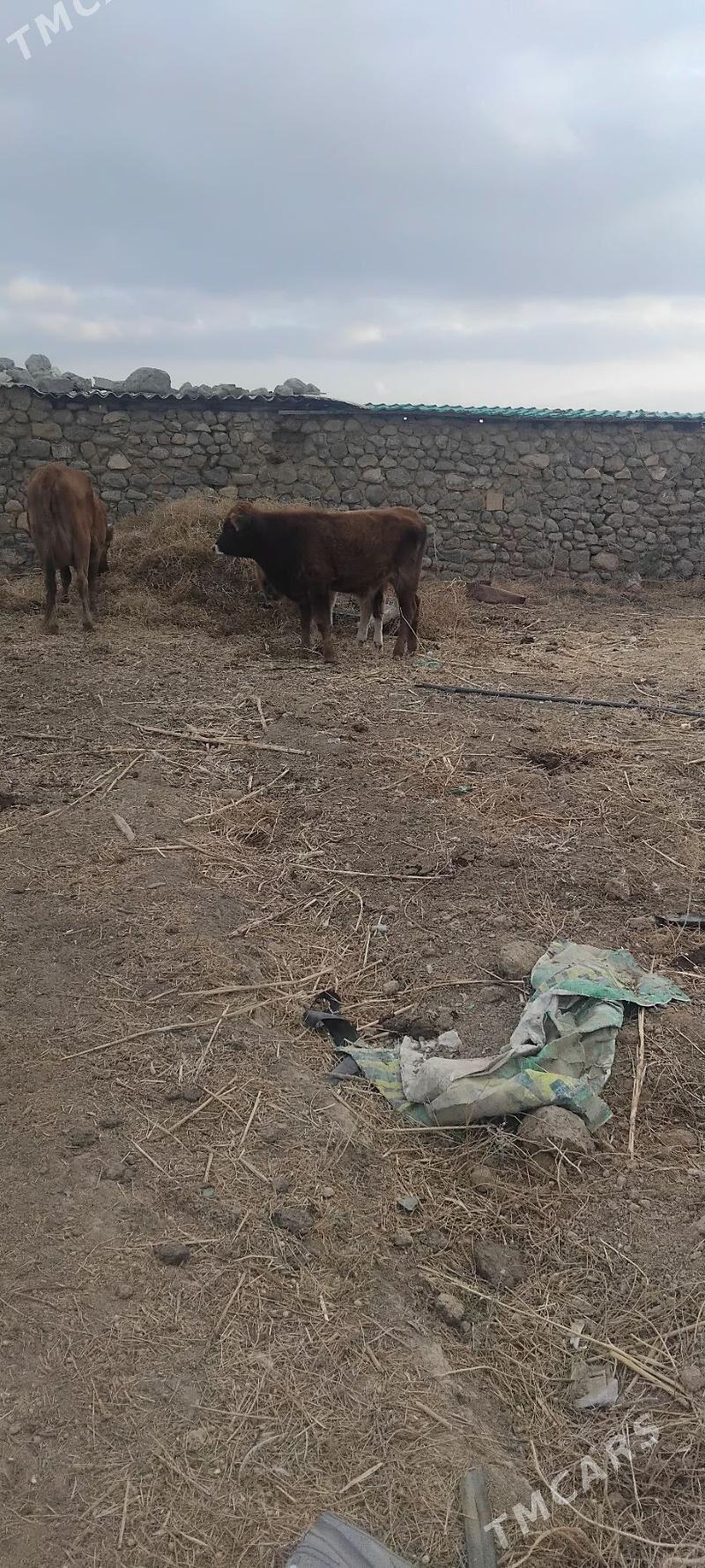 okuz - Gyzylarbat - img 1