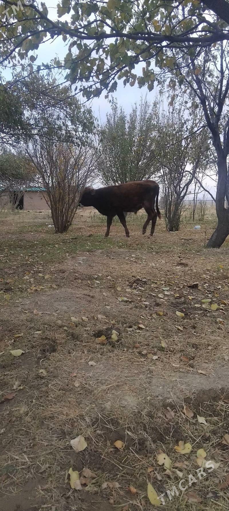 okuz - Gyzylarbat - img 5