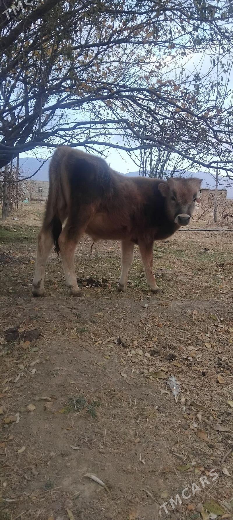 okuz - Gyzylarbat - img 6