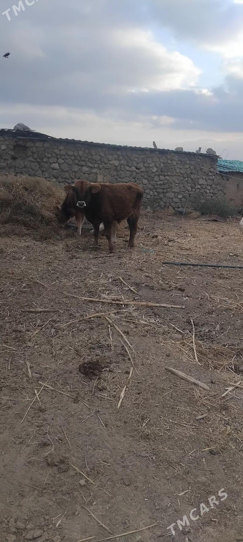 okuz - Gyzylarbat - img 3