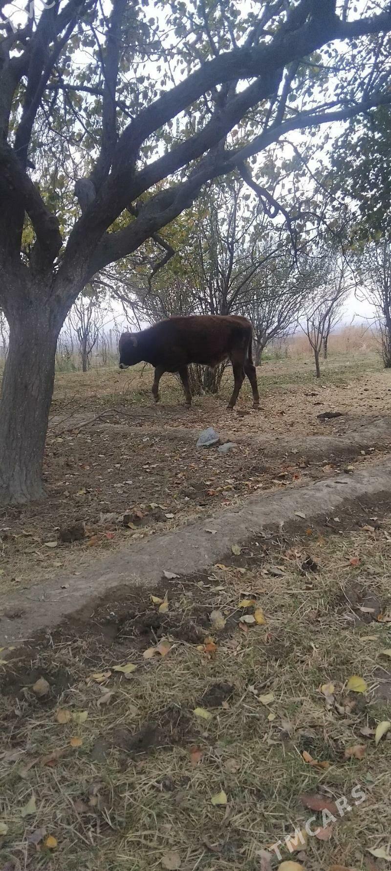 okuz - Gyzylarbat - img 4