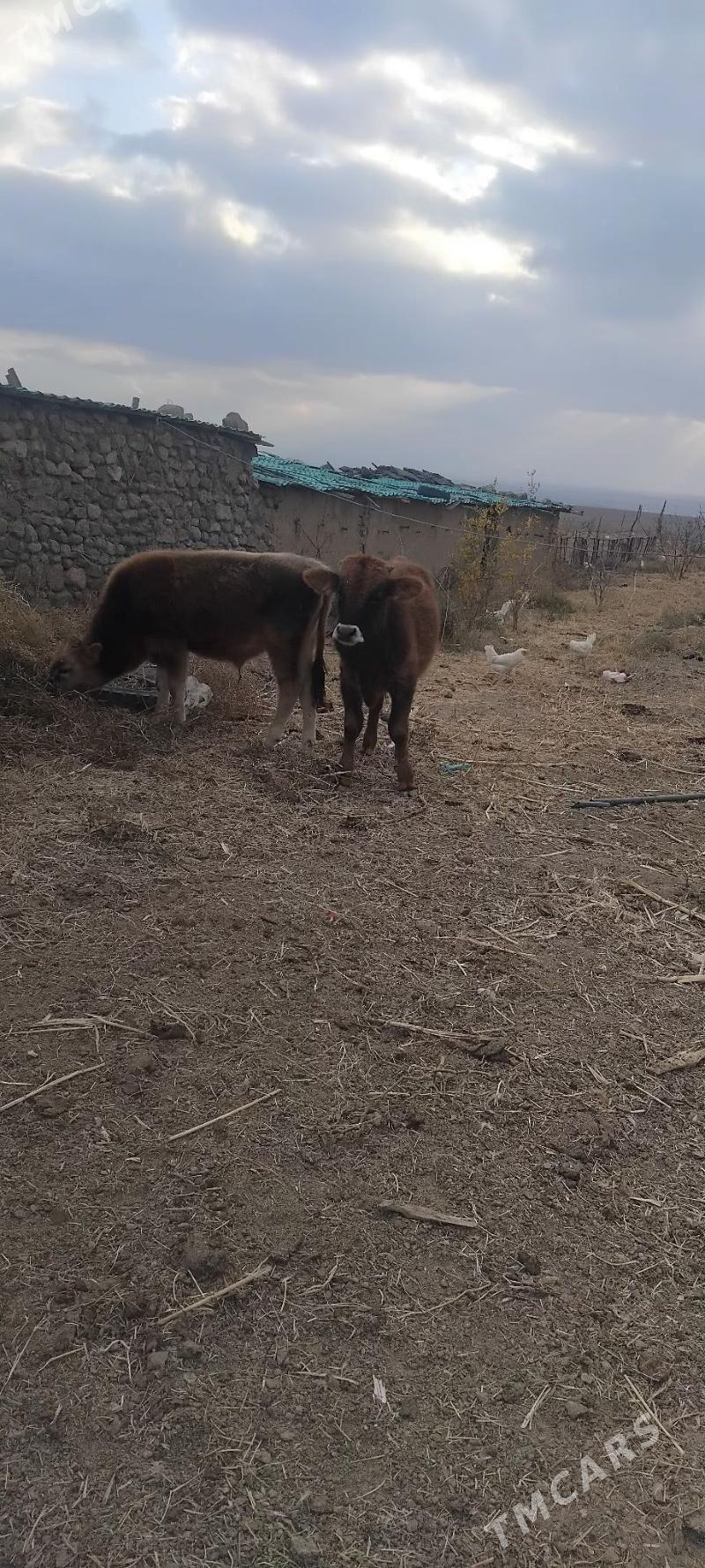 okuz - Gyzylarbat - img 2