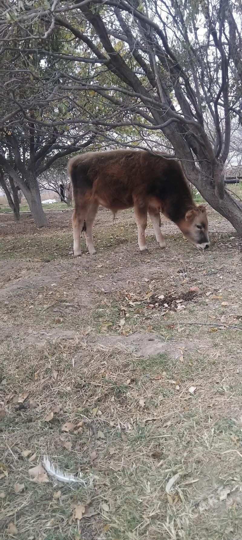 okuz - Gyzylarbat - img 7