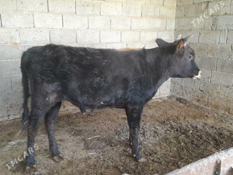 .....ÖKIZ..... - Bagyr - img 2