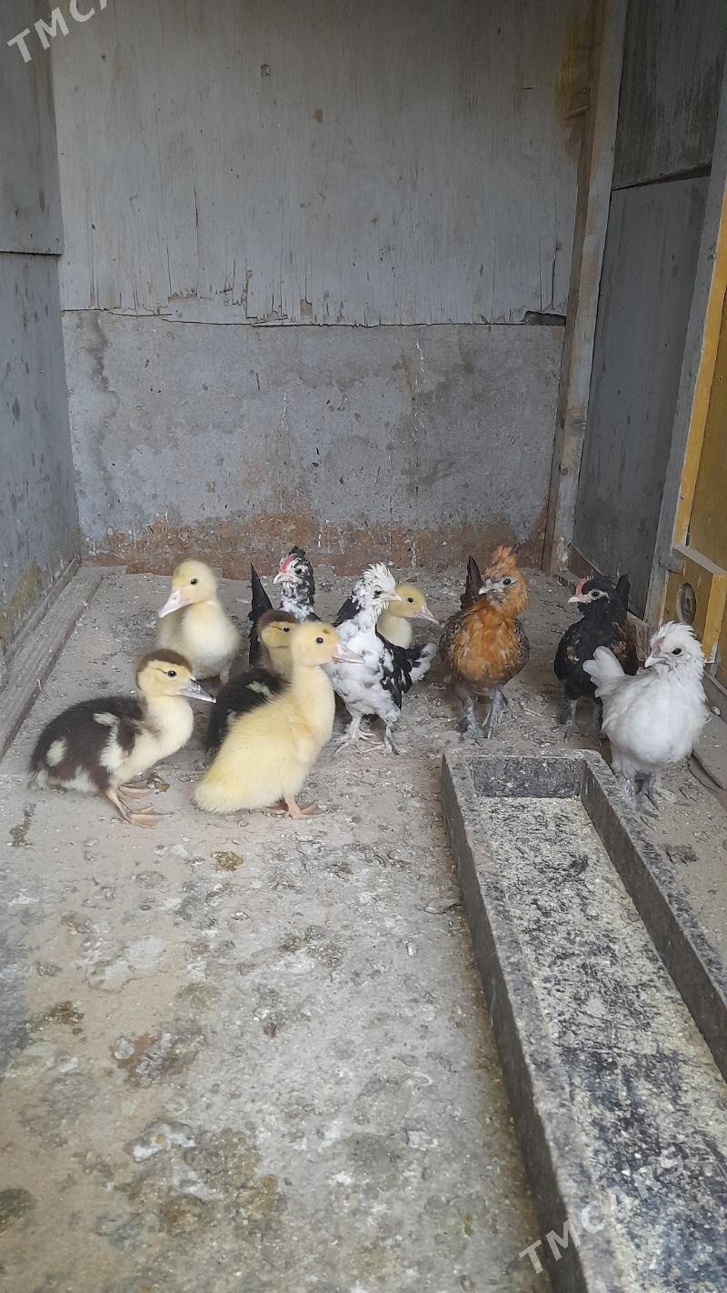 juje - Багир - img 2